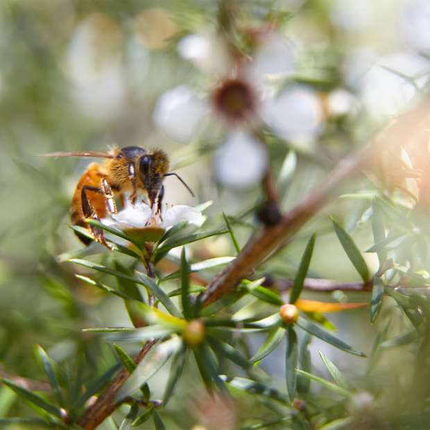 Manuka Honey - Image 2